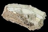 Fossil Horse (Mesohippus) Jaw Section - South Dakota #140902-1